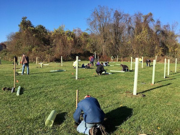 volunteers planting trees